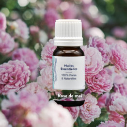 Rose de mai
